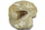 Fossil Mosasaur (Prognathodon) Tooth in Rock - Morocco #311855-1